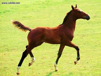 Horse Fancy Bay Foal screenshot