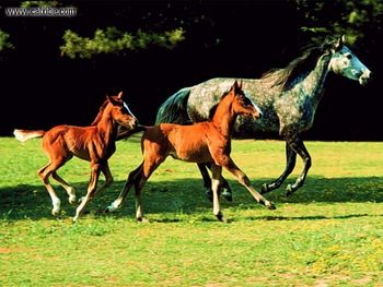 Horse Grey Mare Chestnut Foaland Bay Foal screenshot