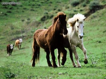 Horse Icelandic screenshot