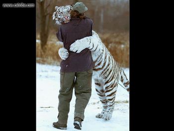 Hugging Tiger screenshot