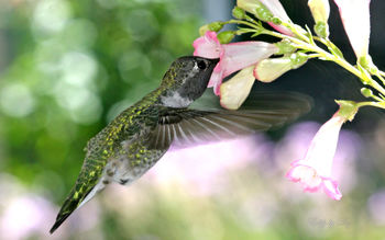 Hungry Hummingbird screenshot