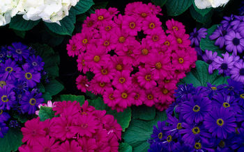 Hydrangeas & Cinerarias screenshot