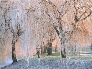 Icecovered Willow Trees screenshot