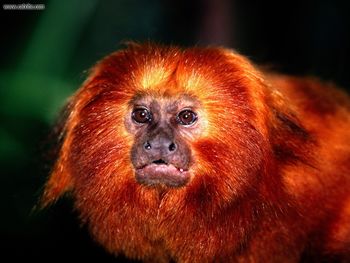 Im Ready For My Closeup Golden Lion Tamarin screenshot