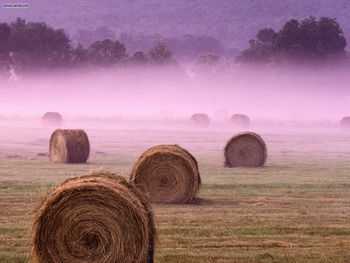 In The Field Of Morning Fog Grundy County Tennessee screenshot