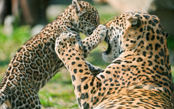 Jaguar Cub Fighting Mother screenshot