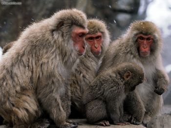 Japanese Snow Monkey screenshot