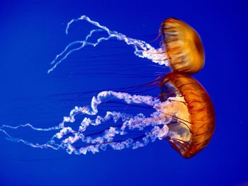 Jellyfish screenshot