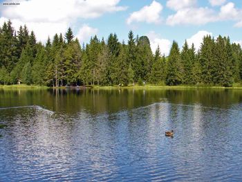 Jura Etang De La Gruere Ducks screenshot