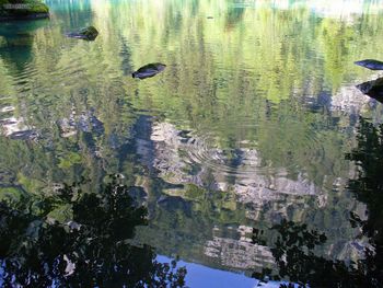 Kandersteg Blausee Reflection screenshot