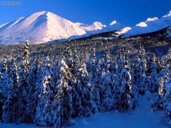 Kenai Mountains Canyon Creek Alaska screenshot