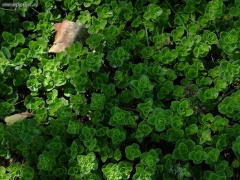 Lakeshore Greenery Birchbark W screenshot