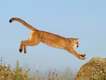 Leaping Cougar, Montana screenshot