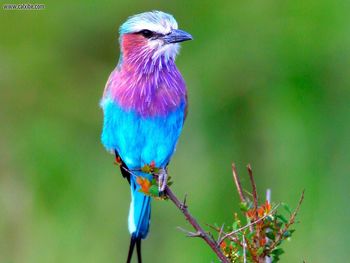 Lilac Breasted Roller Africa screenshot