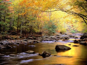 Little River In Autumn Great Smoky Mountains National Park Tennessee screenshot