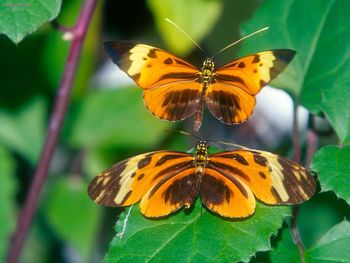 Longwing Butterfly screenshot