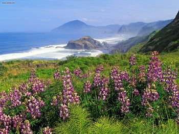 Lupines Along The California Coastline screenshot