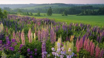 Lupins, Clinton, Prince Edward Island screenshot