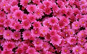 Magenta Mums screenshot