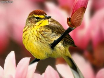 Male Palm Warbler screenshot