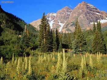 Maroon Bells Above A Flowery Meadow Colorado Rockies screenshot