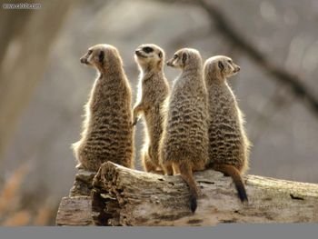 Meerkats screenshot