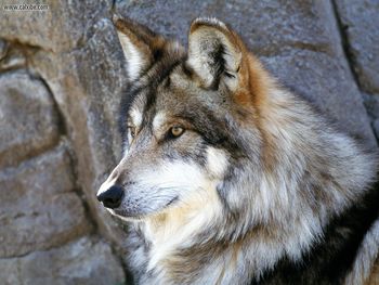 Mexican Wolf screenshot