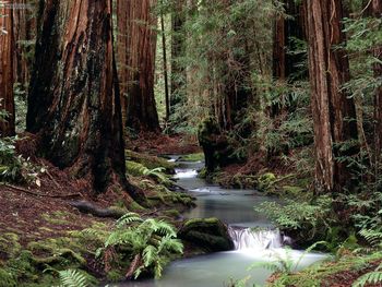 Montgomery Woods State Reserve California screenshot