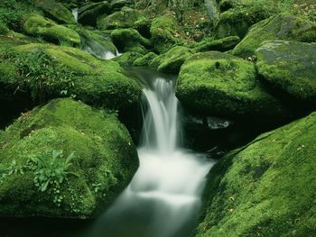 Moss Covered Rocks Along Roaring Fork, Great Smoky Mountains National Park, Tennessee screenshot