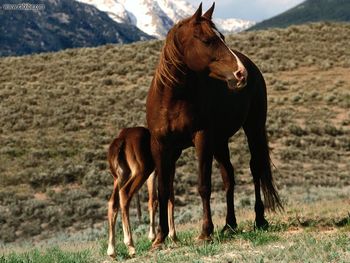 Motherly Love screenshot