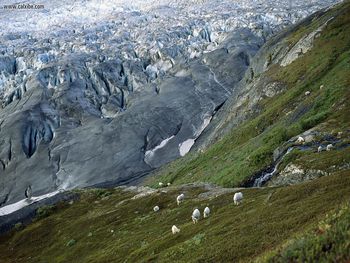 Mountain Goats Kenai Fjords National Park Alaska screenshot