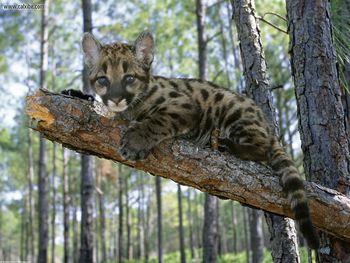 Mountain Lion Cub Florida screenshot