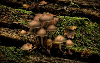 Mushrooms At Jubilee Nature Trail Park screenshot