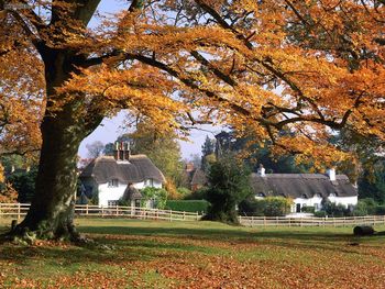 New Forest Hampshire England screenshot