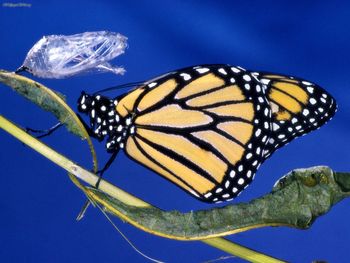 Newly Emerged From Chrysalis, Monarch Butterfly screenshot