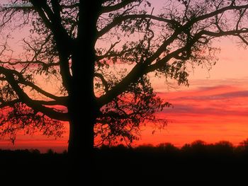 Oak Tree At Dawn Oldham County Kentucky screenshot