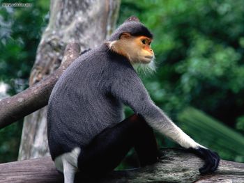 On The Lookout Red Shanked Douc Langur Monkey screenshot