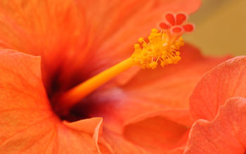 Orange Hibiscus  Flower screenshot