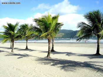 Palm Lined Beach screenshot