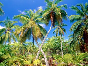 Palm Paradise, Seychelles screenshot