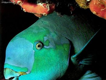 Parrotfish screenshot