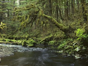 Peaceful Forest Southeast Alaska screenshot