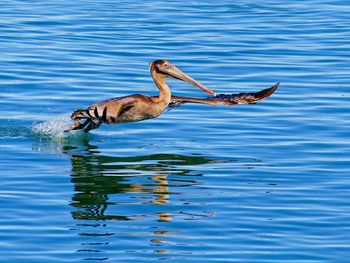 Pelican In Flight, Monterey, California screenshot