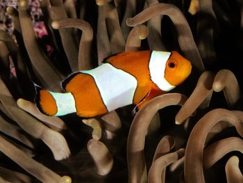 Percula Clownfish Indo Pacific screenshot