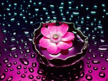 Petals and Water screenshot