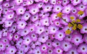 Phlox & Lomatium screenshot