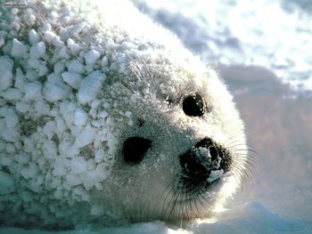 Pleading Eyes Harp Seal screenshot