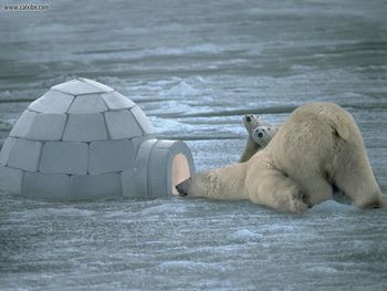 Polar Bears screenshot