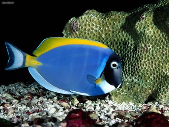 Powder Blue Tang screenshot