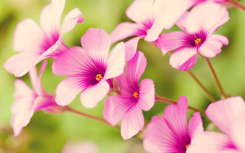 Purple Verbena screenshot